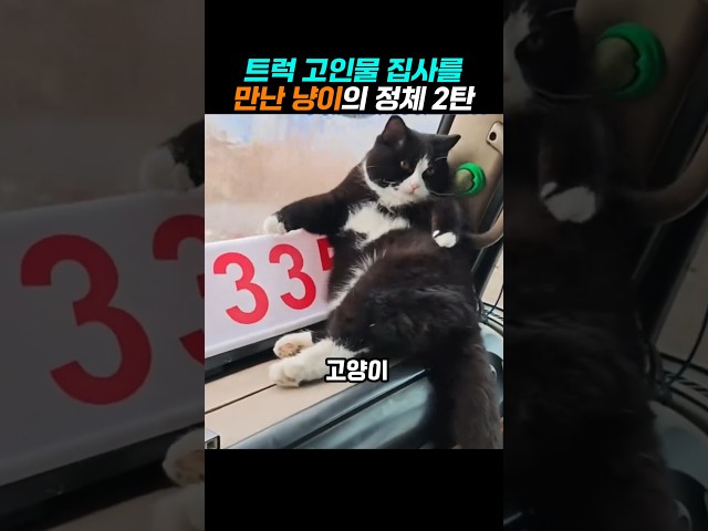트럭 기사 집사와 함께 다니던 고양이의 숨겨진 사연