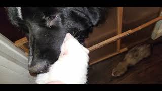 Captain Nemo the Newfie pup and the ferrets by Ferretocious 89 views 3 months ago 59 seconds