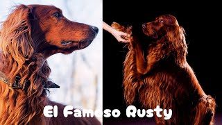 MURIO Siendo ESTRELLA de CINE by Mundo Animal 50 views 13 days ago 3 minutes, 54 seconds