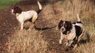 Unleashing the Potential English Springer Spaniels in Herding Trials