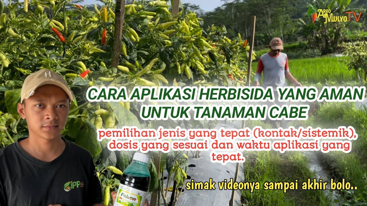 Cara aplikasi herbisida yang aman untuk tanaman cabe tepat jenis, dosis dan waktu 