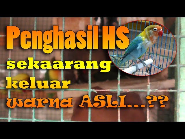 Panen Lovebird dulu penghasil HS halfsider sekarang keluar ini || BAMIS LOVEBIRD farm class=