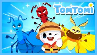 Amazing Insect World 🦋 | Learn About Bugs | Kids Educational Songs #TOMTOMI