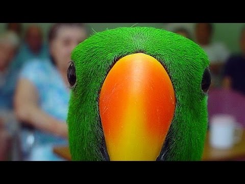 eclectus-parrot-speaking/making-noises!