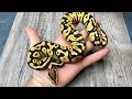 0.1 Pastel Gravel Triple Het Ultramel Hypo Clown 180g