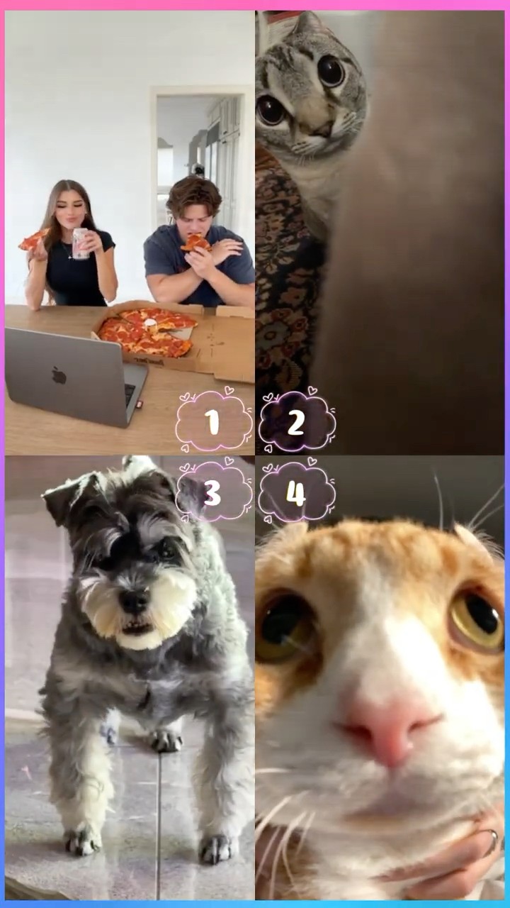 WHATS THE BEST ORDER ?☺️ #shorts #dance #tiktok #cats #dogs