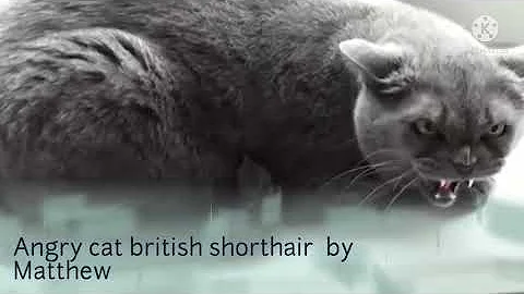 Watch the video about Karaplex/Koraii - Indigo (angry cat british shorthair)