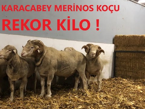 Karacabey Merinos Koçunun Özellikleri