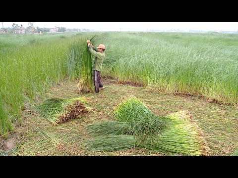 Video: Cây cói: Cách trồng Cây cói