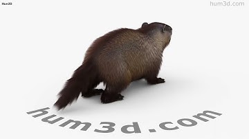 Groundhog 3D model by 3DModels.org