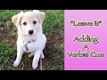 Dog Clicker Training Leave It