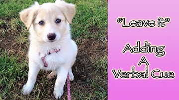 Leave it: Adding a Verbal Cue