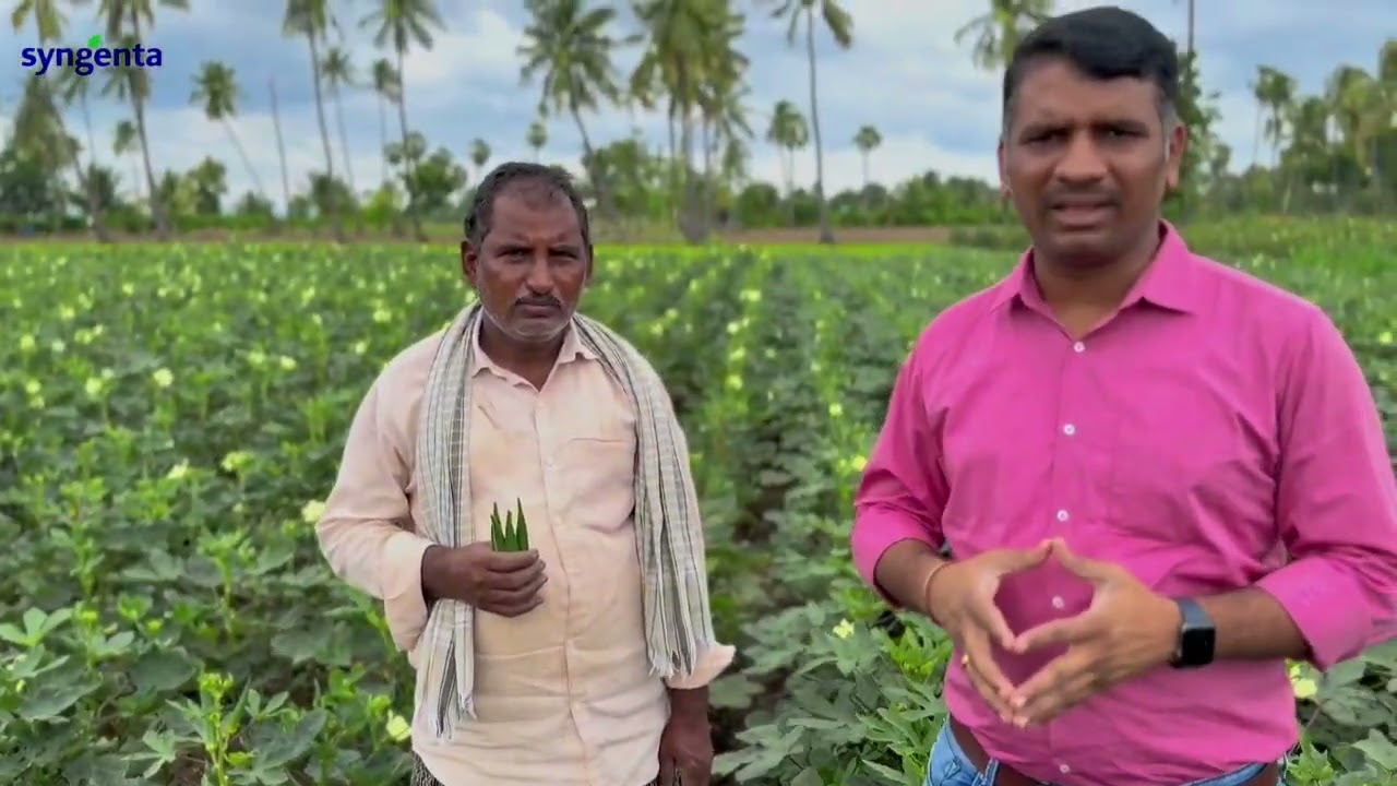అధిక దిగుబడి ని ఇచ్చే బెండ రకం ధివ సింజెంట  