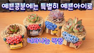 베란다 난간걸이대로 갈 특별한 다육이들 Planting succulents on a cute pot #다육이 #koreansucculentplants #たにくしょくぶつ #多肉植物