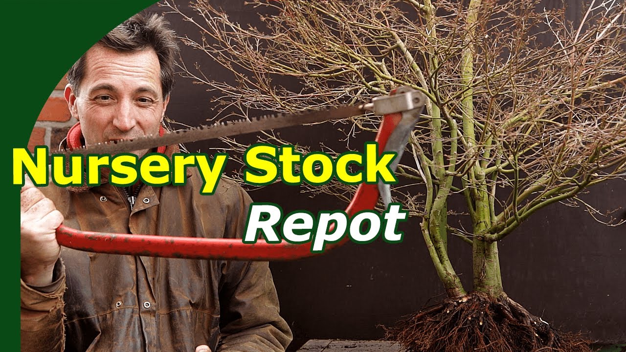 Japanese Maple Repot (Nursery to Bonsai Training)