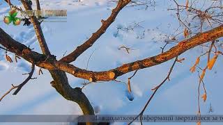 Зимова обрізка саду фундука асоціації Золотий горішок