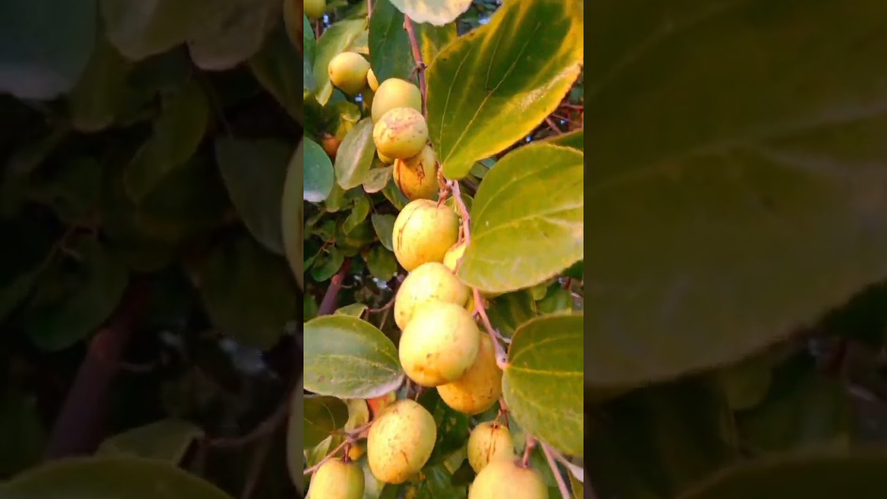 देसी बेर का असली स्वाद 😍