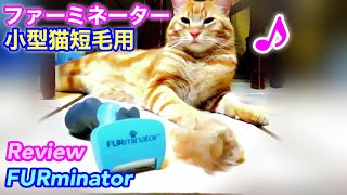 ファーミネーター、小型猫の短毛種でもごっそりとれた❗️ENG) FURminator Review