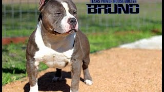 Texas Power House Bullies Bruno - Bbatv Mascot Teaser