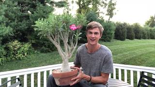 Desert Rose Growing Tips - 2023