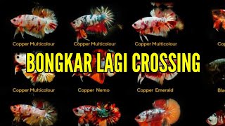 NIH RUMUS CANDY RAINBOW GOLD