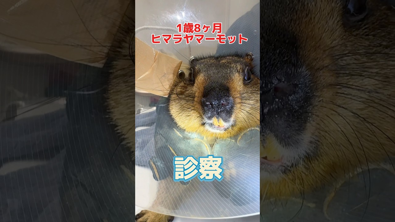 便が緩くてご飯を食べない1歳8ヶ月のヒマラヤマーモットが動物病院にやって来た！