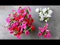 5 SECRETS to Get 100X More FLOWERS on Petunia