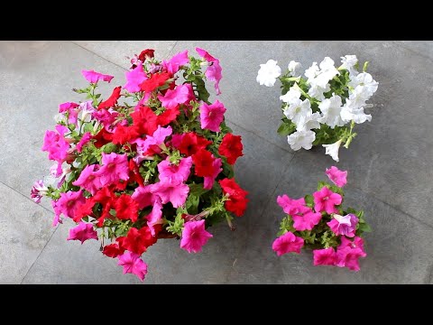 Video: How To Get A Lush Petunia Bush?