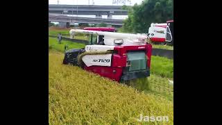 How to Harvest Rice?ㅣRice Harvest ProcessㅣRice Harvesting in Taiwanㅣ水稻收穫ㅣ水稻收割ㅣYANMARㅣKUBOTA