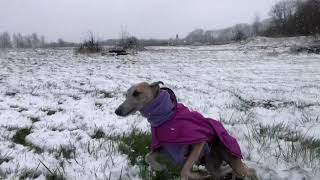 Crazy whippet running and spinning in the snow