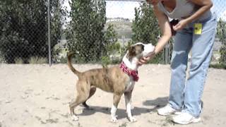 Adopted Ace - A Happy Face