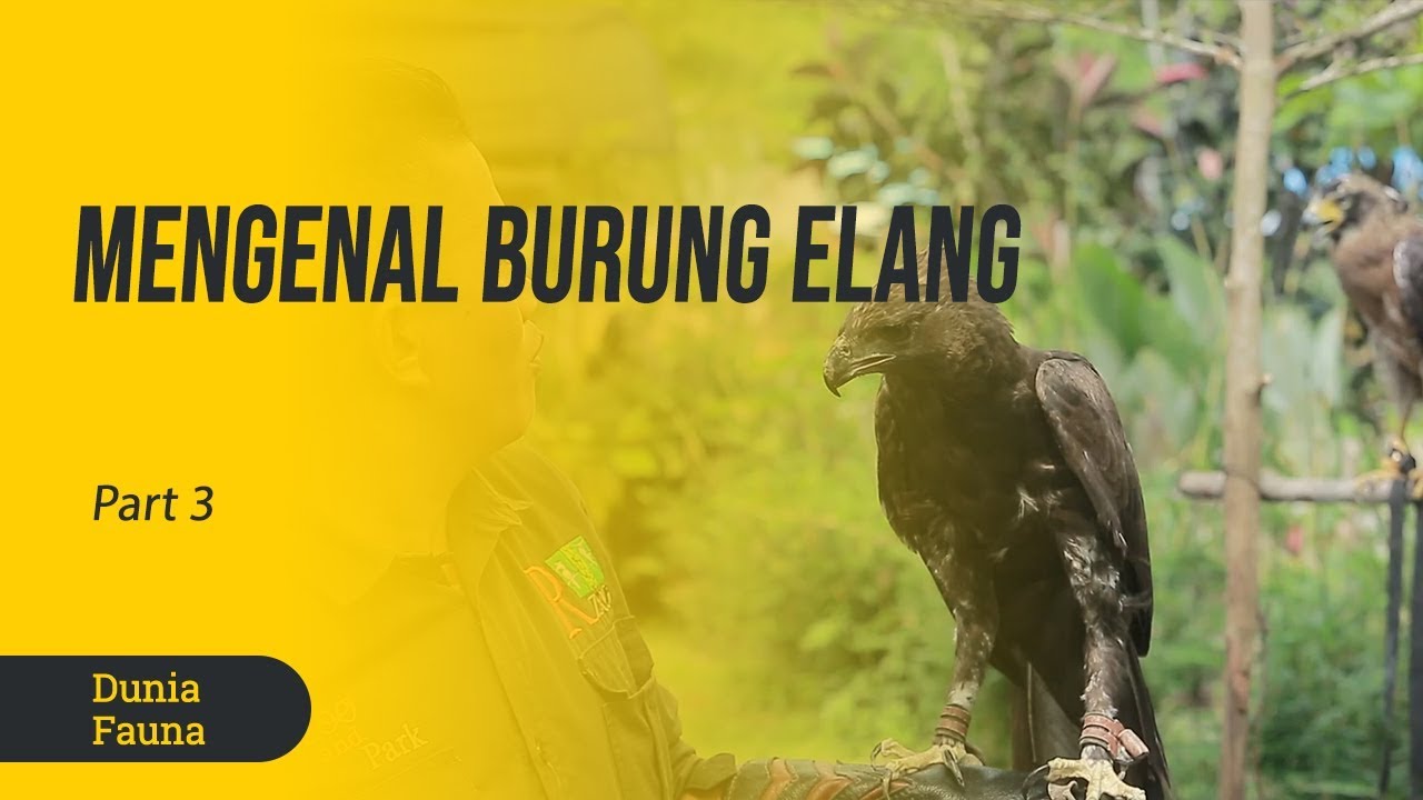 Mengenal Burung Elang Dunia Fauna Part 3 Youtube