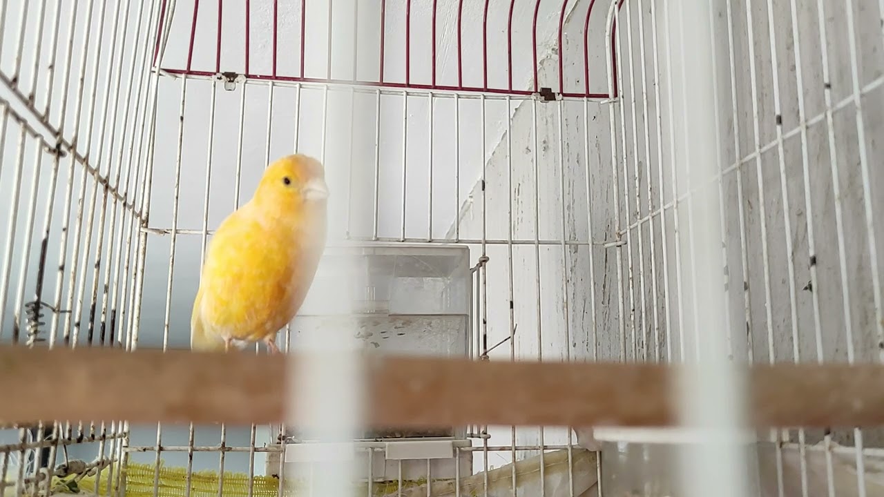 Bülbül Ötümlü Kanarya Eğitiminin İlk Ötüşleri