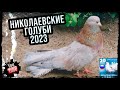 Николаевские голуби. Объявление Ярмарки 2023