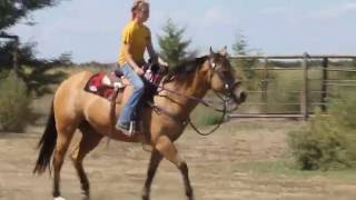8 27 16 Horse Pictures 106