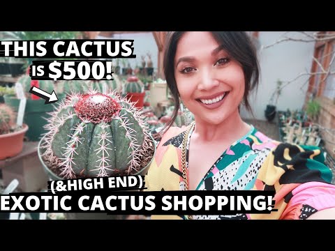 Video: Apakah Parodia Cactus – Maklumat Mengenai Menanam Tumbuhan Kaktus Bebola