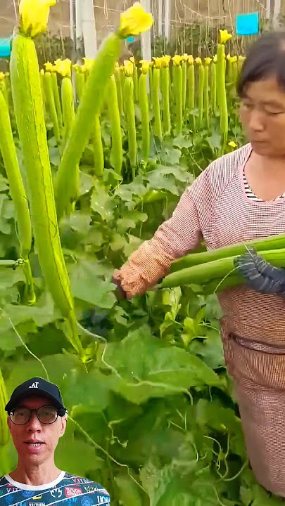 Teknik Menanam Gambas / Oyong #agriculture #farming #satisfying