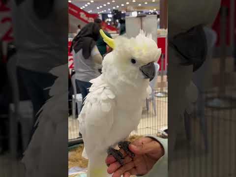 The white cockatoo (Cacatua alba), also known as the umbrella cockatoo #umbrellacockatoo