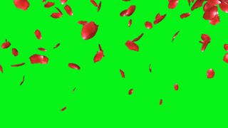 Rose petals falling green screen effects animations | Rose flowers Petals Chroma key
