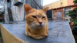 頭を撫でると時々ペロペロする野良猫がカワイイ