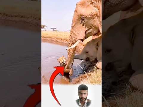 أحيانا يأتي الإنقاذ من الجهة التي لم نتوقعها أبدا ليعلمنا القدر أن القلوب الرحيمة لا تعرف الحواجز