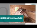 Целебным сном на ульях лечат туристов в Костанайской области. Новости Qazaq TV