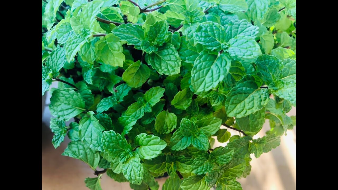 How to grow Pudina at home Growing Pudina (mint) at home Ghar pe