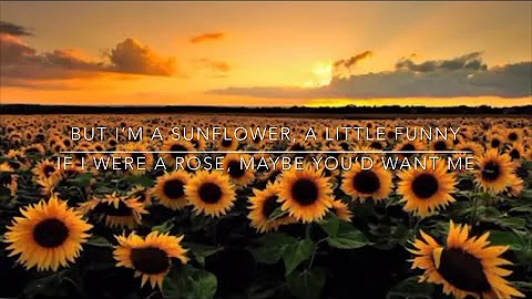 Sunflower lyrics ~ Sierra Burgess is a loser🌻