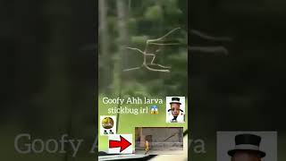 Goofy ahh larva stickbug irl...