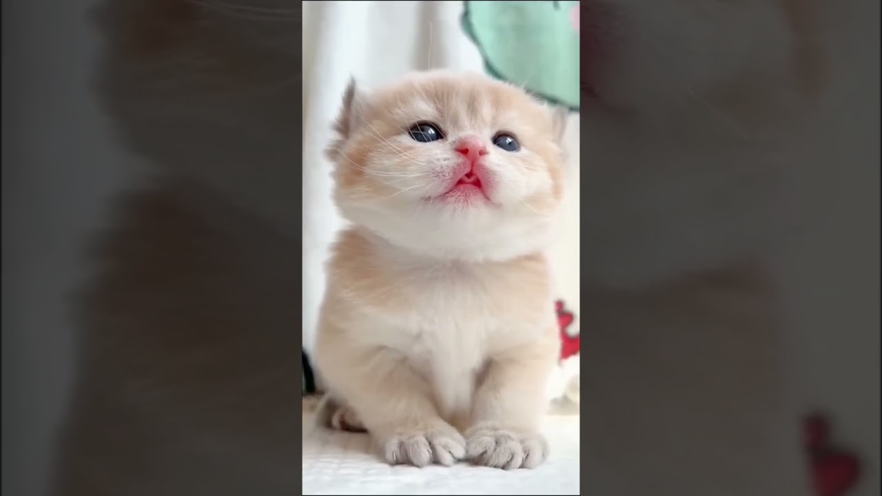 Most Cute Cats 