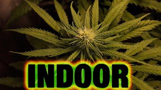 18º SEGUIMIENTO de 2º cultivo *INDOOR* 2020