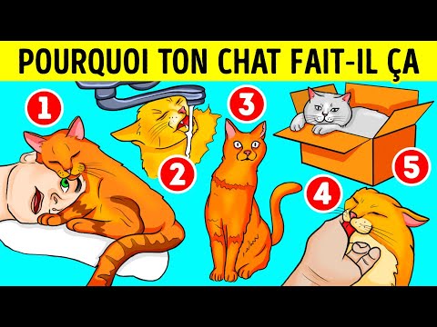 Vidéo: Pourquoi Les Chats Aiment S'asseoir Dans Des Boîtes