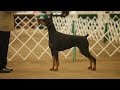 BBATV DOBERMAN PINSCHER UPDATE