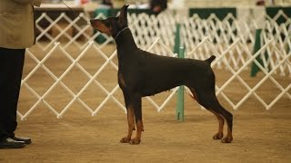 Bbatv Doberman Pinscher Update